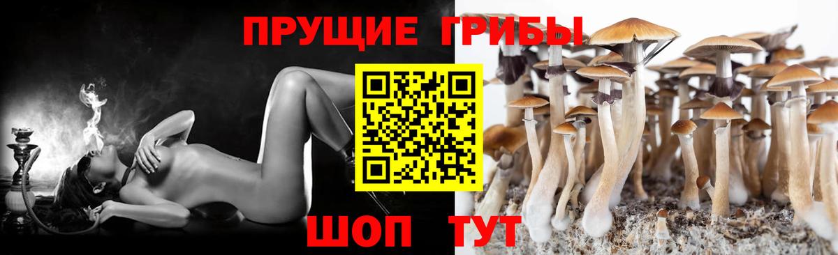Псилоцибиновые грибы GOLDEN TEACHER Семилуки